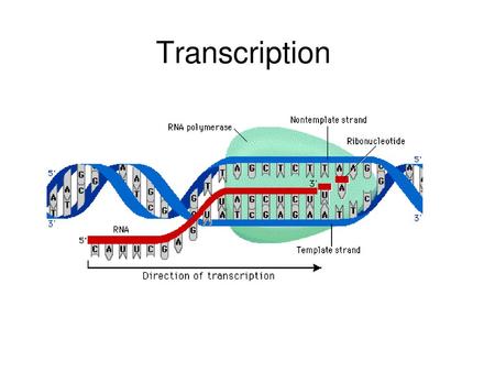 Transcription.