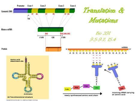 Translation & Mutations