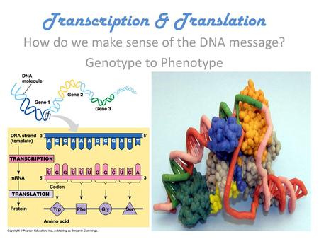 Transcription & Translation