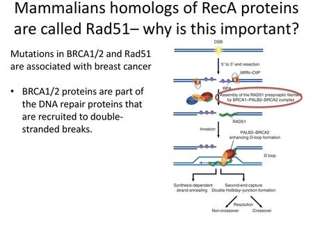 Box Mutations in BRCA1/2 and Rad51 are associated with breast cancer