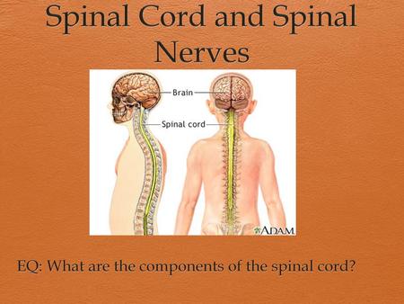 Spinal Cord and Spinal Nerves