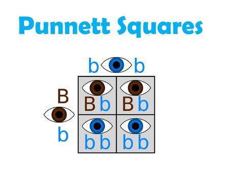 Punnett Squares.