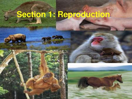 Section 1: Reproduction