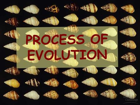 PROCESS OF EVOLUTION.