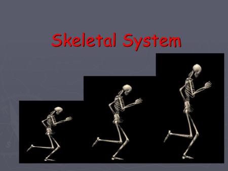 Skeletal System.