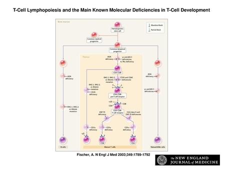 T-Cell Lymphopoiesis and the Main Known Molecular Deficiencies in T-Cell Development Figure. T-Cell Lymphopoiesis and the Main Known Molecular Deficiencies.