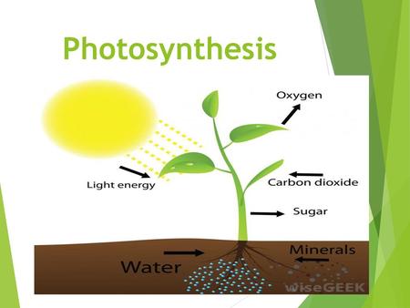 Photosynthesis.