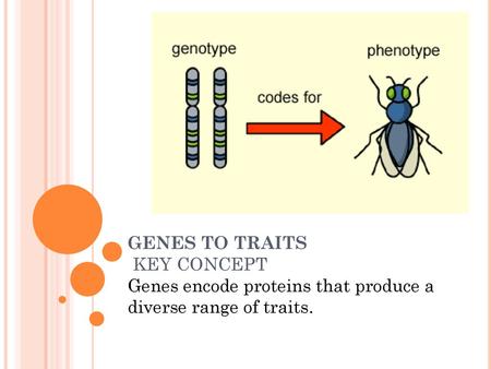 The same gene can have many versions.