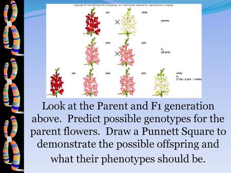 Look at the Parent and F1 generation above