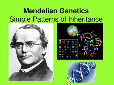 Mendelian Genetics Simple Patterns of Inheritance