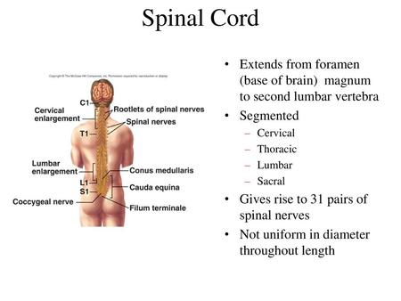 Spinal Cord Extends from foramen (base of brain) magnum to second lumbar vertebra Segmented Cervical Thoracic Lumbar Sacral Gives rise to 31 pairs of.