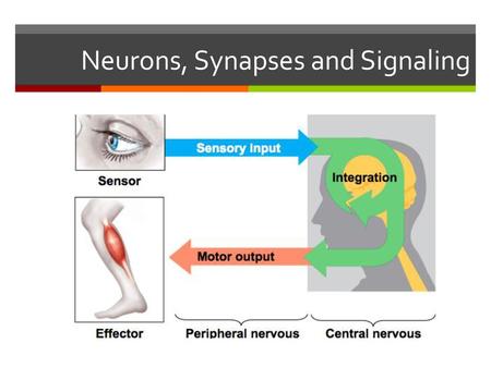 Neurons, Synapses and Signaling