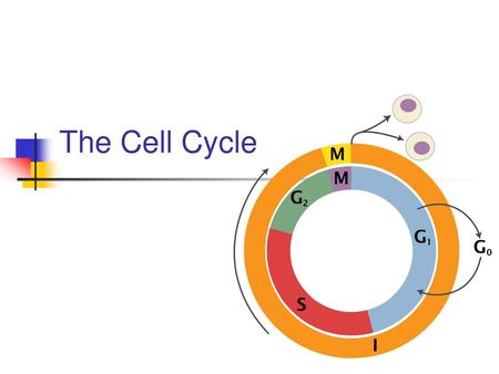 The Cell Cycle.