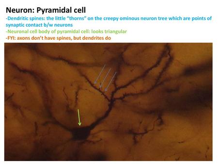 Neuron: Pyramidal cell