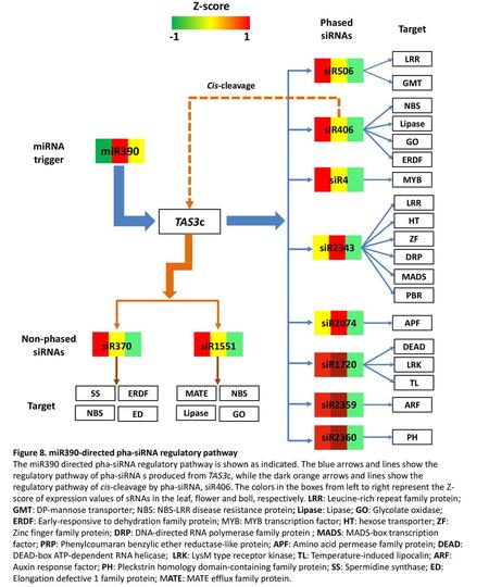 Z-score -1 1 miR390 TAS3c Phased siRNAs Target siR506 siR406