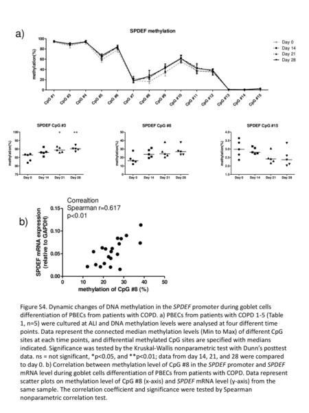 B) a) Figure S4. Dynamic changes of DNA methylation in the SPDEF promoter during goblet cells differentiation of PBECs from patients with COPD. a) PBECs.