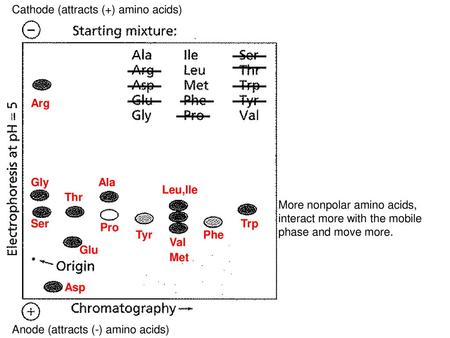 Cathode (attracts (+) amino acids)