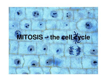 MITOSIS – the cell cycle