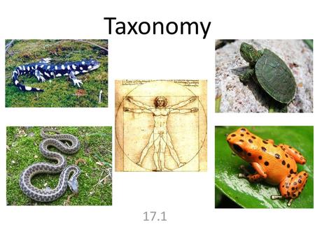 Taxonomy 17.1.