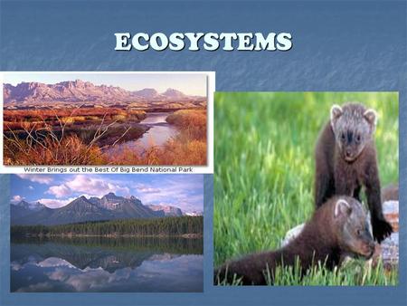 ECOSYSTEMS.