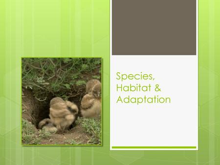 Species, Habitat & Adaptation