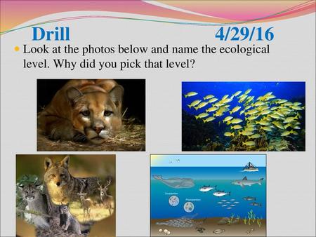 Drill 4/29/16 Look at the photos below and name the ecological level. Why did you pick that level?