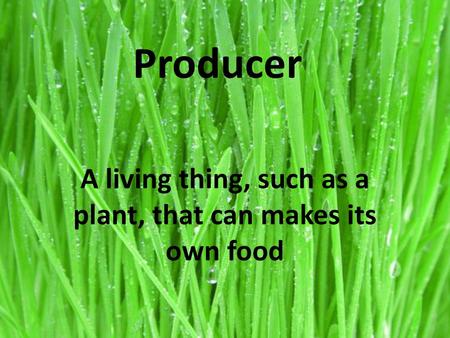 A living thing, such as a plant, that can makes its own food