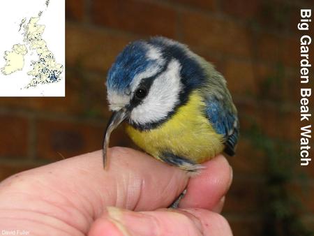 Big Garden Beak Watch Big Garden Beak Watch