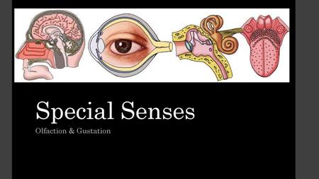 Special Senses Olfaction & Gustation.