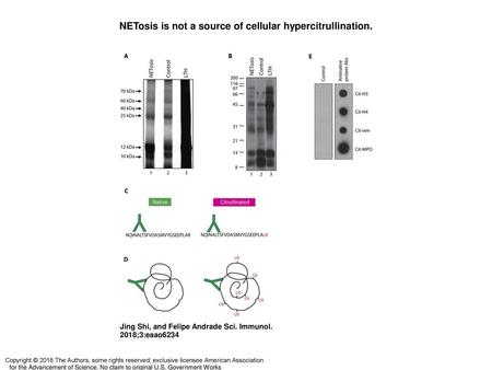 NETosis is not a source of cellular hypercitrullination.