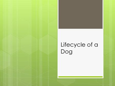 Lifecycle of a Dog.