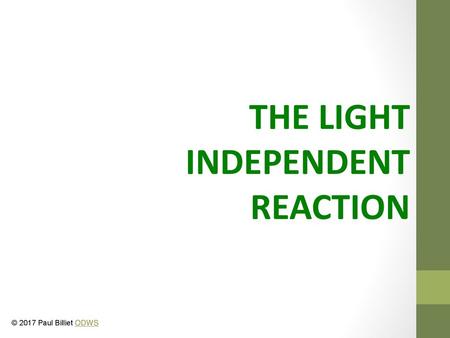 THE LIGHT INDEPENDENT REACTION