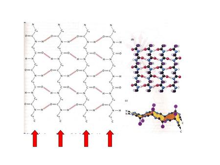 Beta sheets come in two flavors: parallel (shown on this slide) and anti parallel. The geometry of the individual beta strandis are almost identical in.