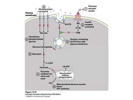 FIGURE 14-9 Effect of type 1 diabetes on carbohydrate and fat metabolism in an adipocyte. Normally, insulin triggers the insertion of GLUT4 transporters.