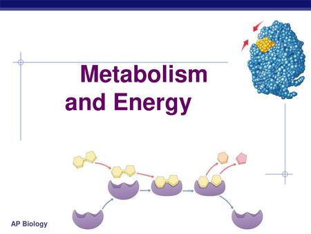 Metabolism and Energy.