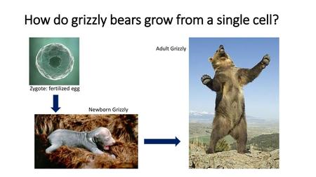 How do grizzly bears grow from a single cell?