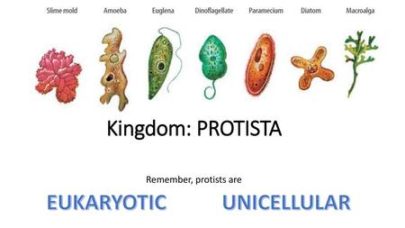 Kingdom: PROTISTA Remember, protists are EUKARYOTIC UNICELLULAR.