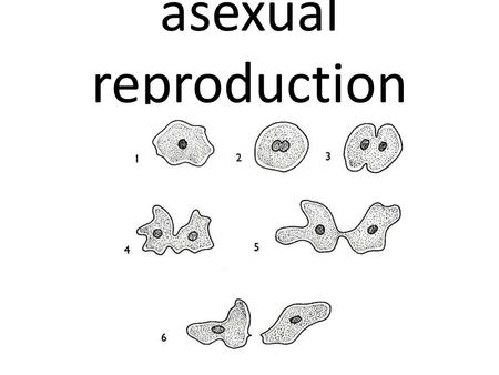 Asexual reproduction.