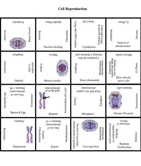 Cell Reproduction Centrioles Spindle Fibers Stem Cell G1 Phase