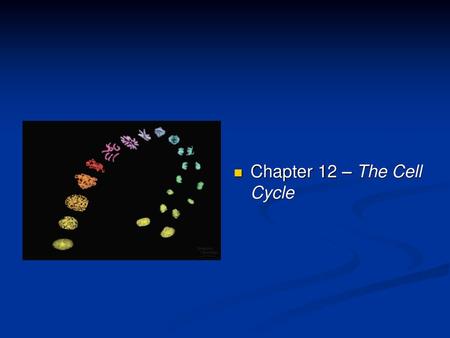 Chapter 12 – The Cell Cycle