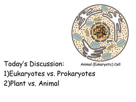 Today’s Discussion: 1)Eukaryotes vs. Prokaryotes 2)Plant vs. Animal