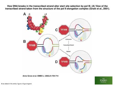 How DNA breaks in the transcribed strand alter start site selection by pol III. (A) View of the transcribed strand taken from the structure of the pol.