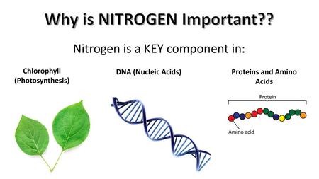 Why is NITROGEN Important?? Proteins and Amino Acids