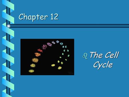 Chapter 12 The Cell Cycle.