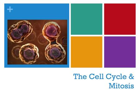 The Cell Cycle & Mitosis