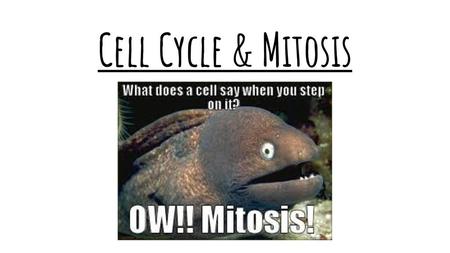 Cell Cycle & Mitosis.