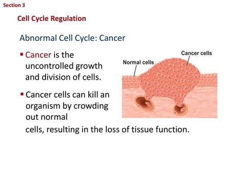 Abnormal Cell Cycle: Cancer