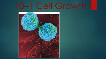 10–1 Cell Growth Photo Credit: © CAMR/A.B. Dowsett/Science Photo Library/Photo Researchers, Inc.