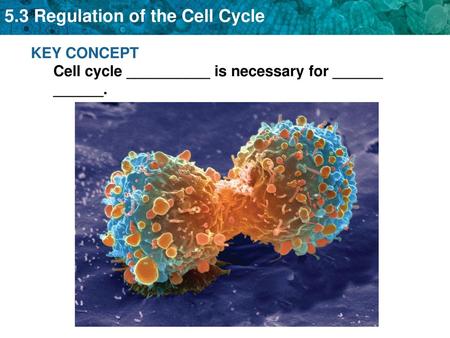 KEY CONCEPT Cell cycle __________ is necessary for ______ ______.