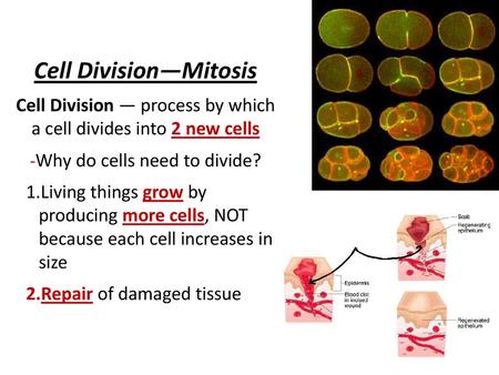 Cell Division—Mitosis